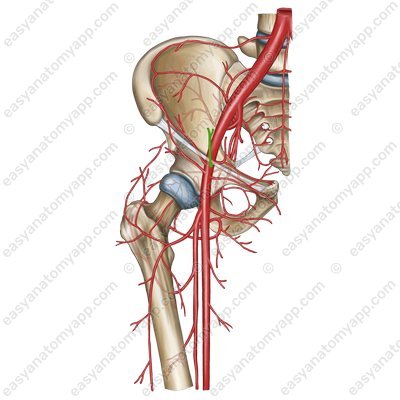 Superficial epigastric artery (a. epigastrica superficialis)